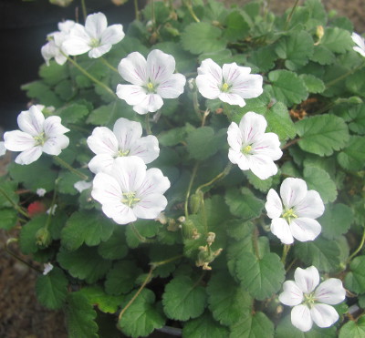 Erodium x variabile 'Joe Elliott' 